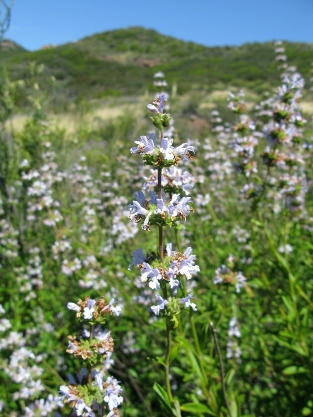 Black Sage (Salvia mellifera) Seed Pack -Over 200 Seeds-
