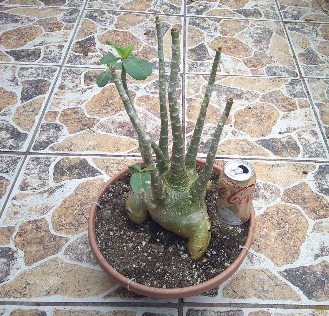 Adenium ARABICUM Desert Rose Large King Size Flowering Caudex Live Plant 🇺🇸🆓⛟