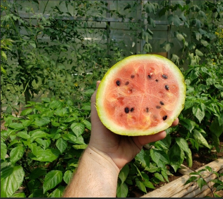 Rainbow Watermelon Seeds – Multi Colored Flesh – Sweet & Crisp Tropical Flavors!