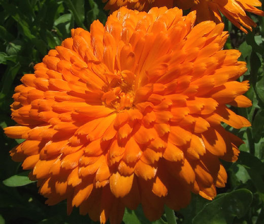 CALENDULA ORANGE KING Calendula Officinalis – 20 Seeds