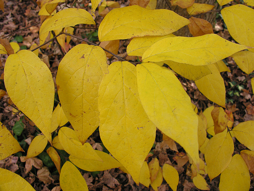 Carolina Allspice, Calycanthus floridus, Shrub Seeds