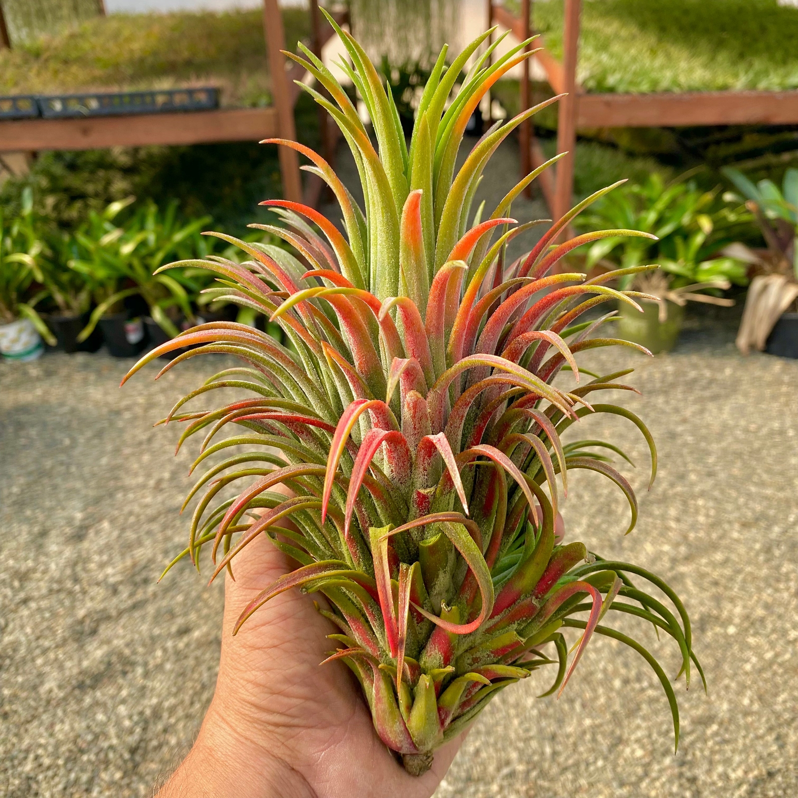 Ionantha ‘Curly Giant’ Air Plant (Our Largest Growing Ionantha Variety)