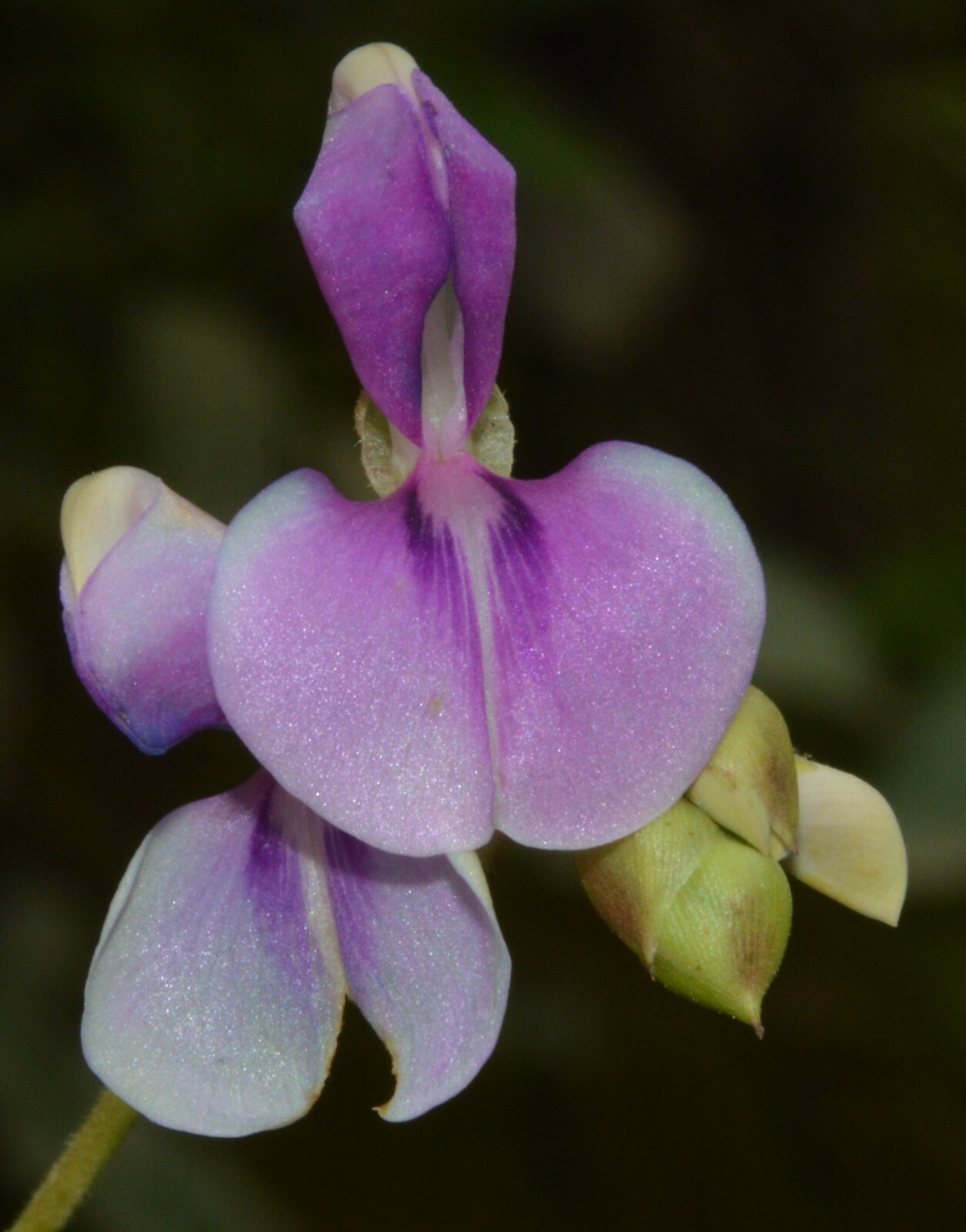Codariocalyx Motorius 20 Seeds, Telegraph Dancing Plant, Desmodium gyrans