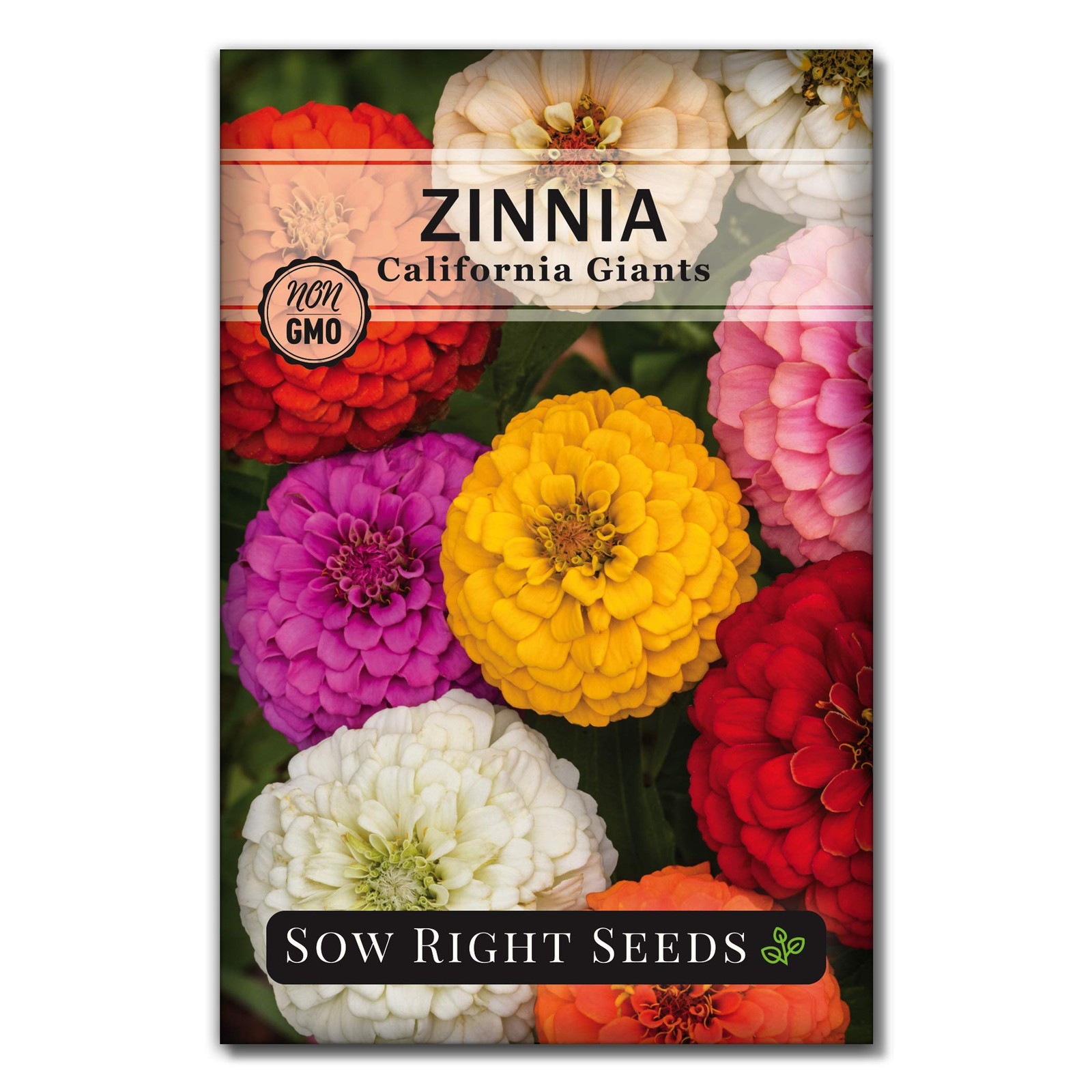 Sow Right Seeds – California Giants Mix Zinnia 1 Standard Packet,