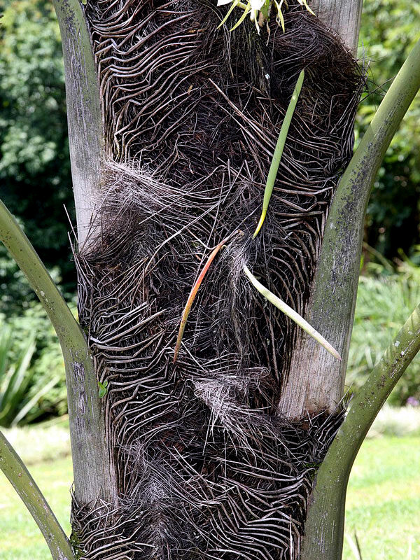 FISHTAIL PALM TREE SEEDS (Wallichia disticha) Distichous RARE Exotic Tropical