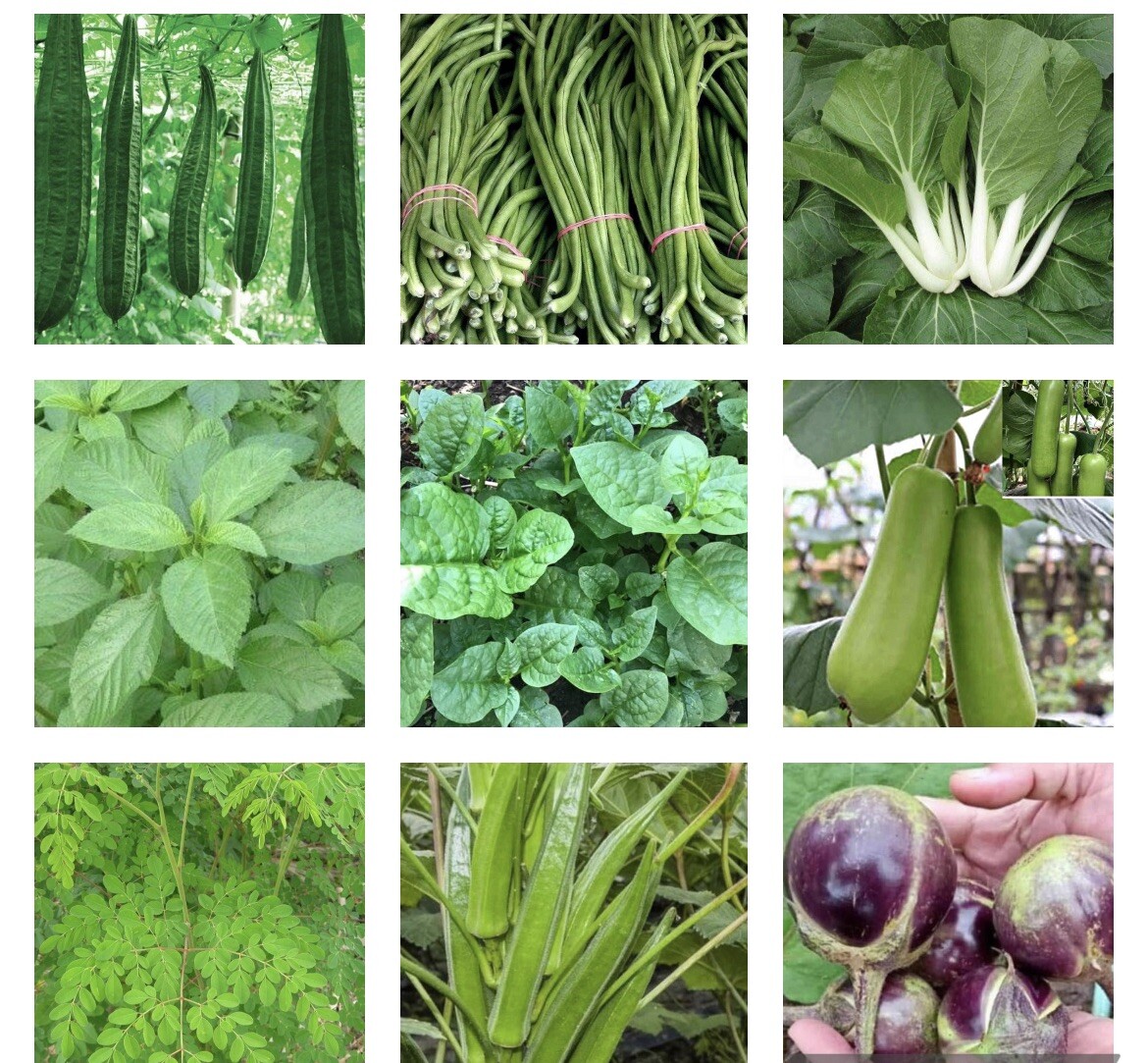 20 Packets of Asian Vegetable Seeds- Bundle- Grow Your Own Food
