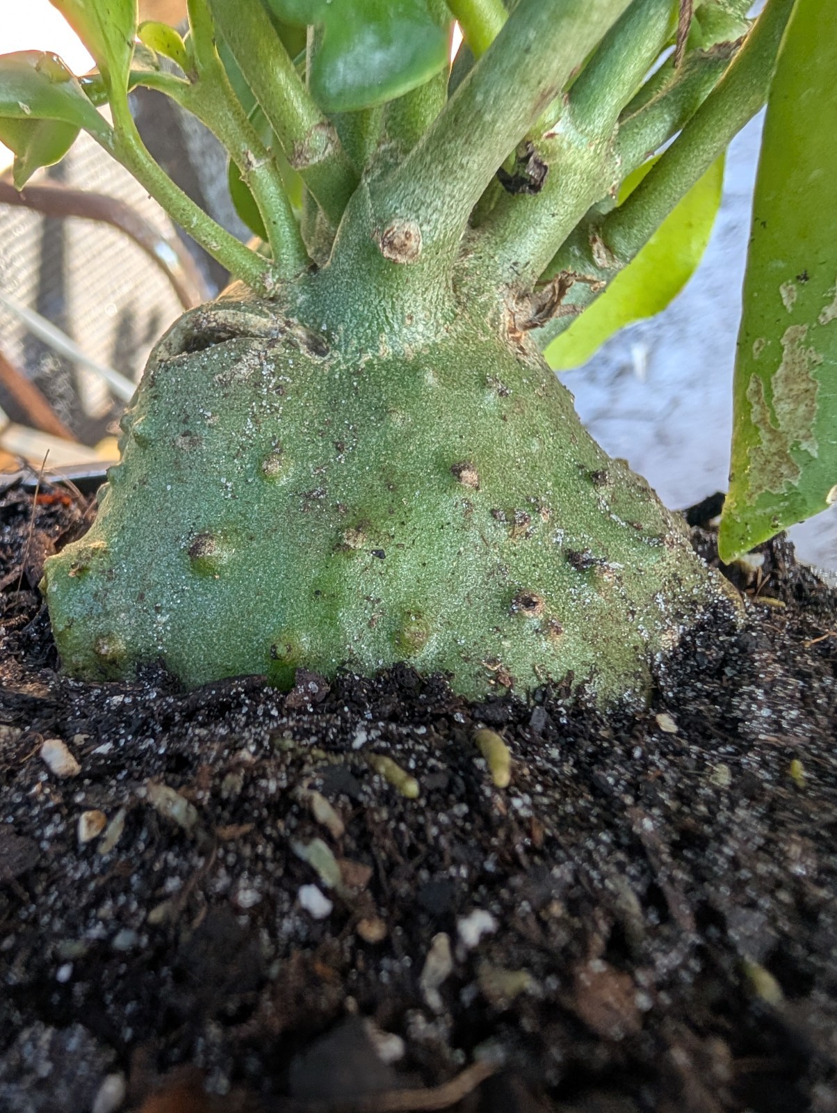 Large Rare Ant Plant Hydnophytum papuanum Caudex Plant 6″ Pot Maze Odd Epiphyte