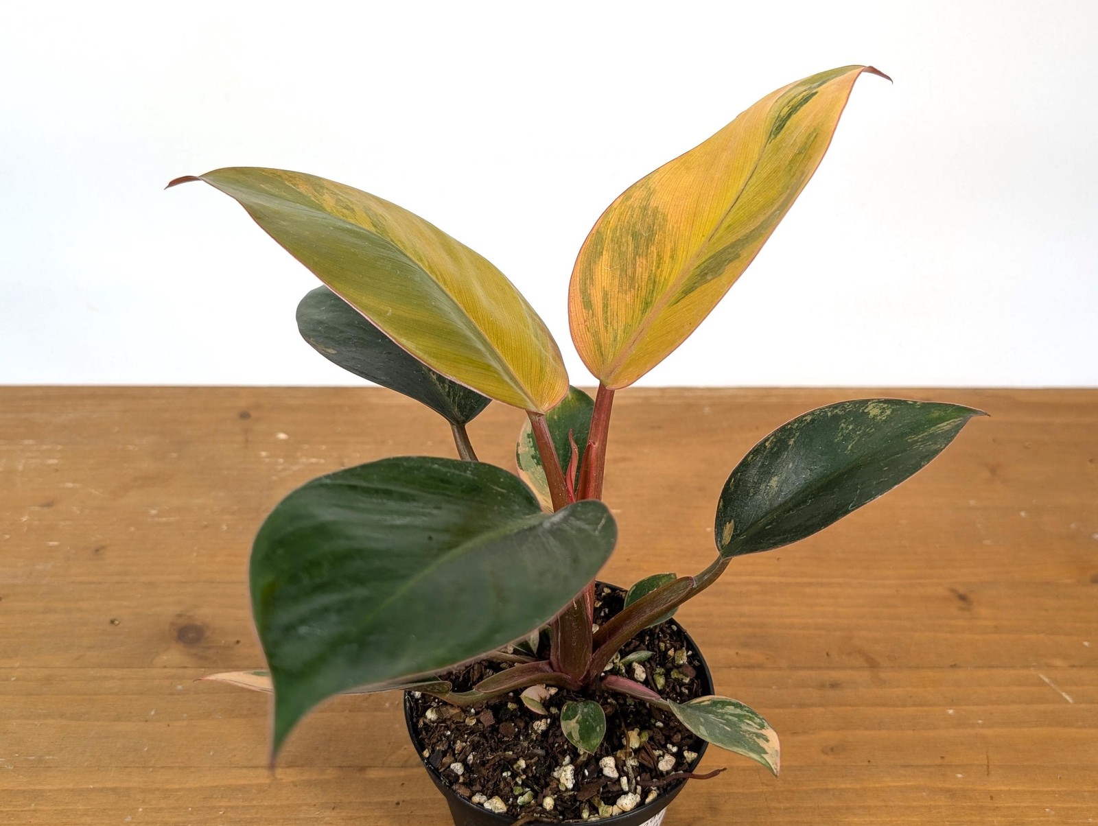 Philodendron Red Congo Variegated Plants | 4″ or 6″ pot
