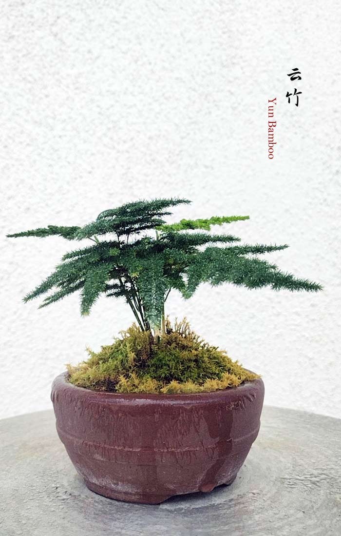 Chinese Mini Ming Fern Bonsai Tree – Asparagus retrofractus with purple sand pot