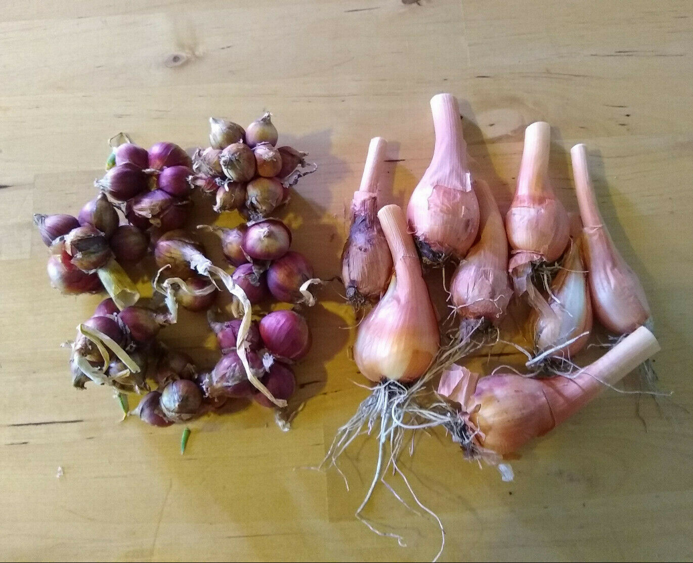 Egyptian Walking Onions, Mature Bulbs and Top Bulblets ~ Naturally Grown