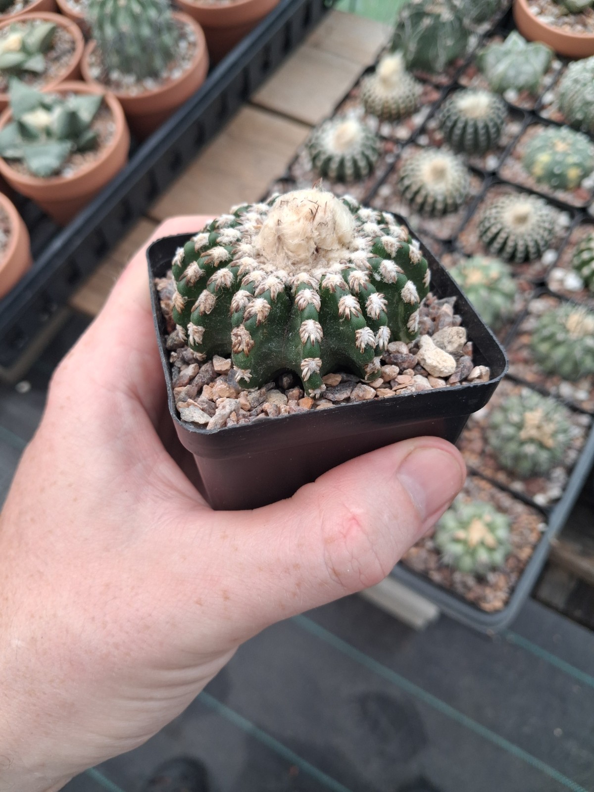 Discocactus hortsii BIG plant with cephalium US seller