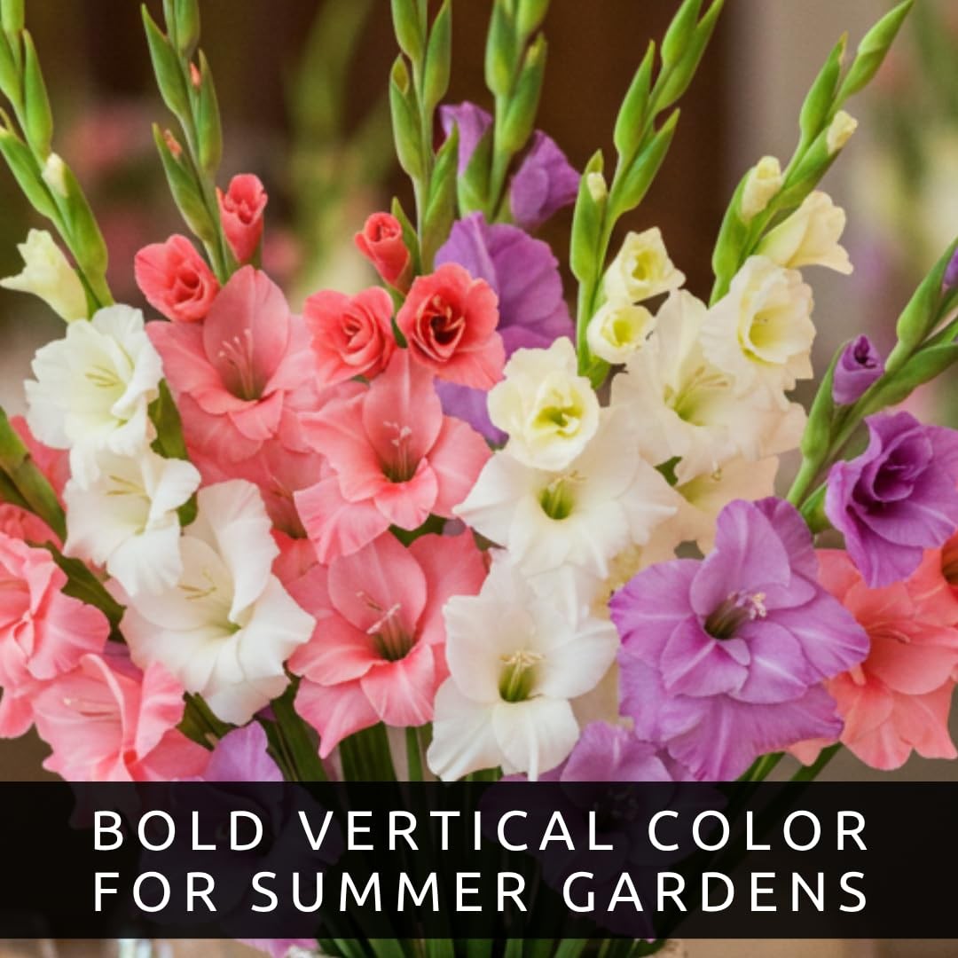 10 Gladiolus Bulbs, Mixed Colors – Sword Lily, Easy to Grow Perennial Garden …
