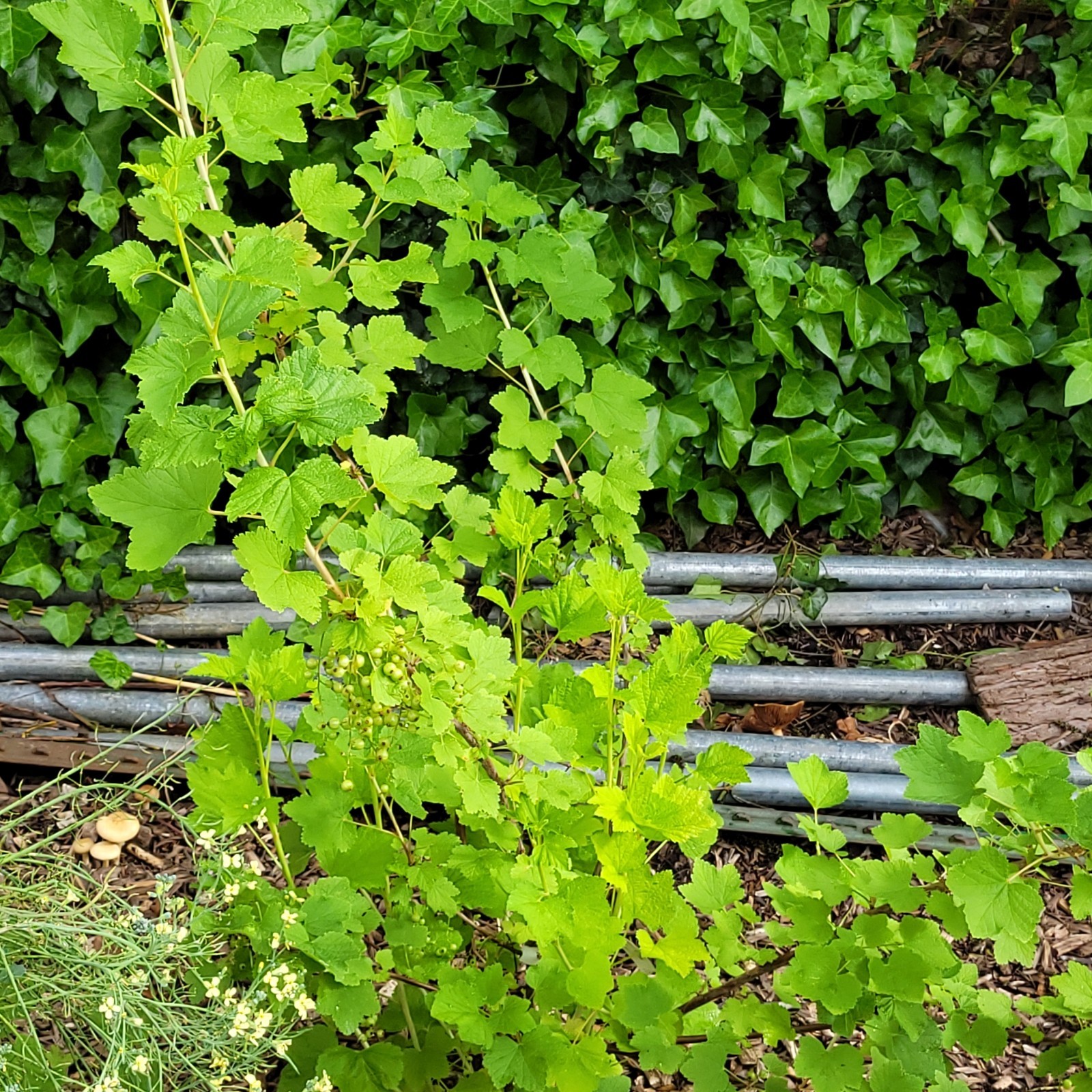 6 Pink Currant Gloire de Sablons Fresh Cuttings Unrooted 6″-9″ Zones 3-8 Hardy