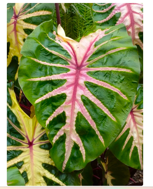 Waikiki Elephant Ear – Colocasia esculenta – Live STARTER Plant~~VERY RARE & HTF