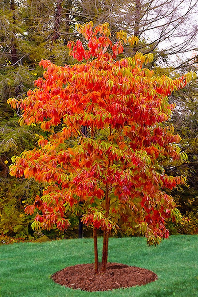 1 Sassafras Tree 12-24″ Tall Sassafras albidum Bare Root