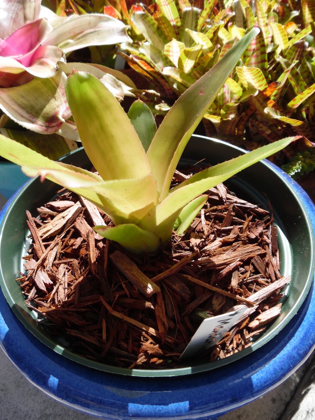 Neoregelia MANDARINA Bromeliad one tropical plant *MEDIUM*