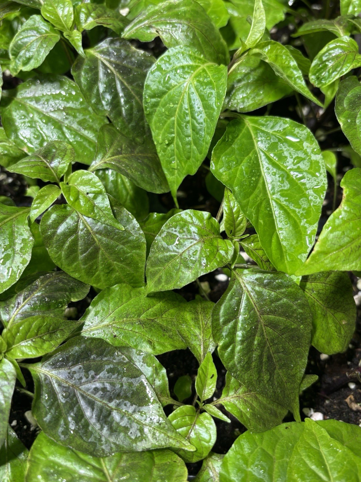 Lot of 3 (75+ DAYS OLD) BLACK PANTHER Super Hot Pepper LIVE PLANTS