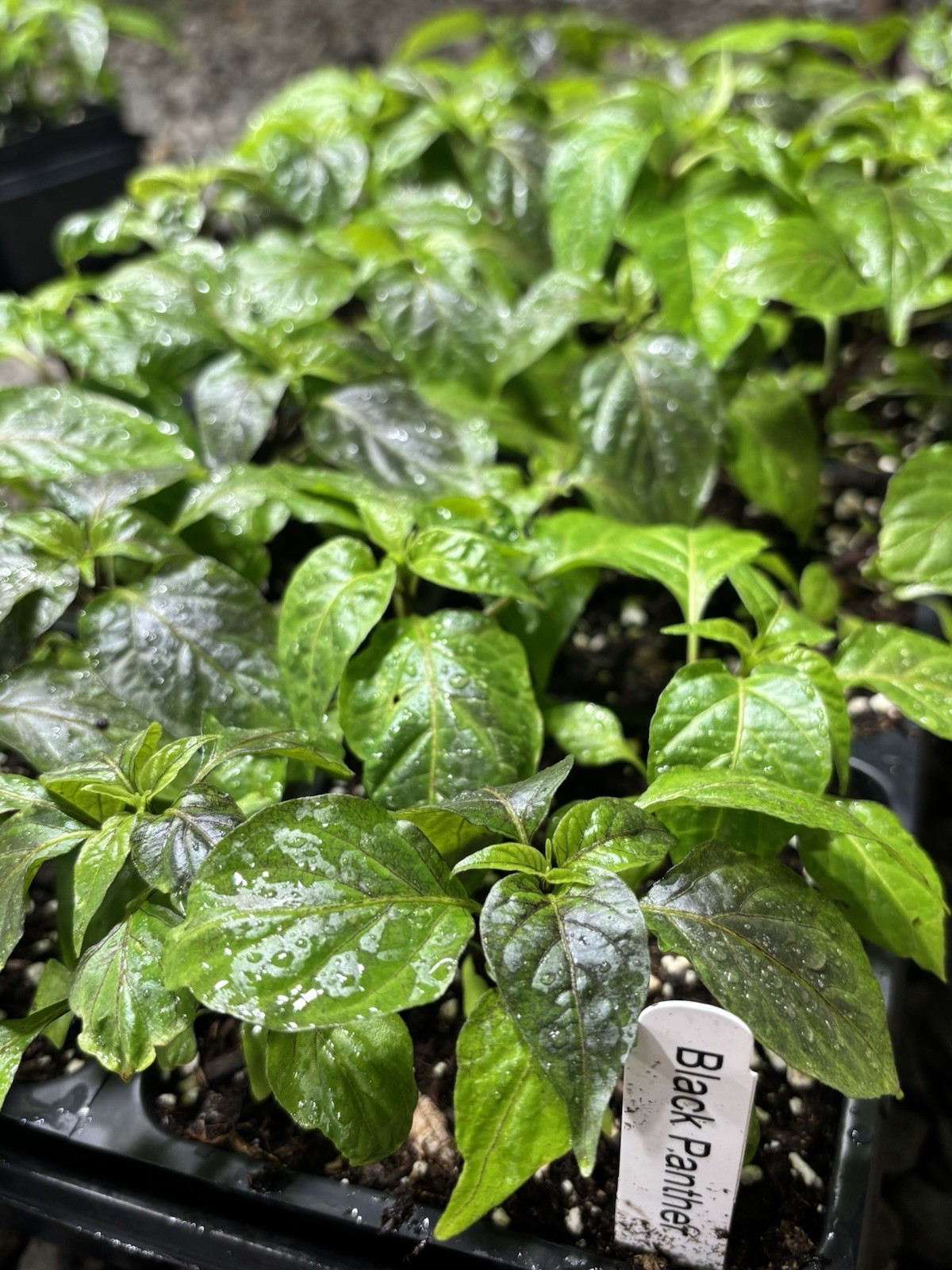 Lot of 3 (75+ DAYS OLD) BLACK PANTHER Super Hot Pepper LIVE PLANTS