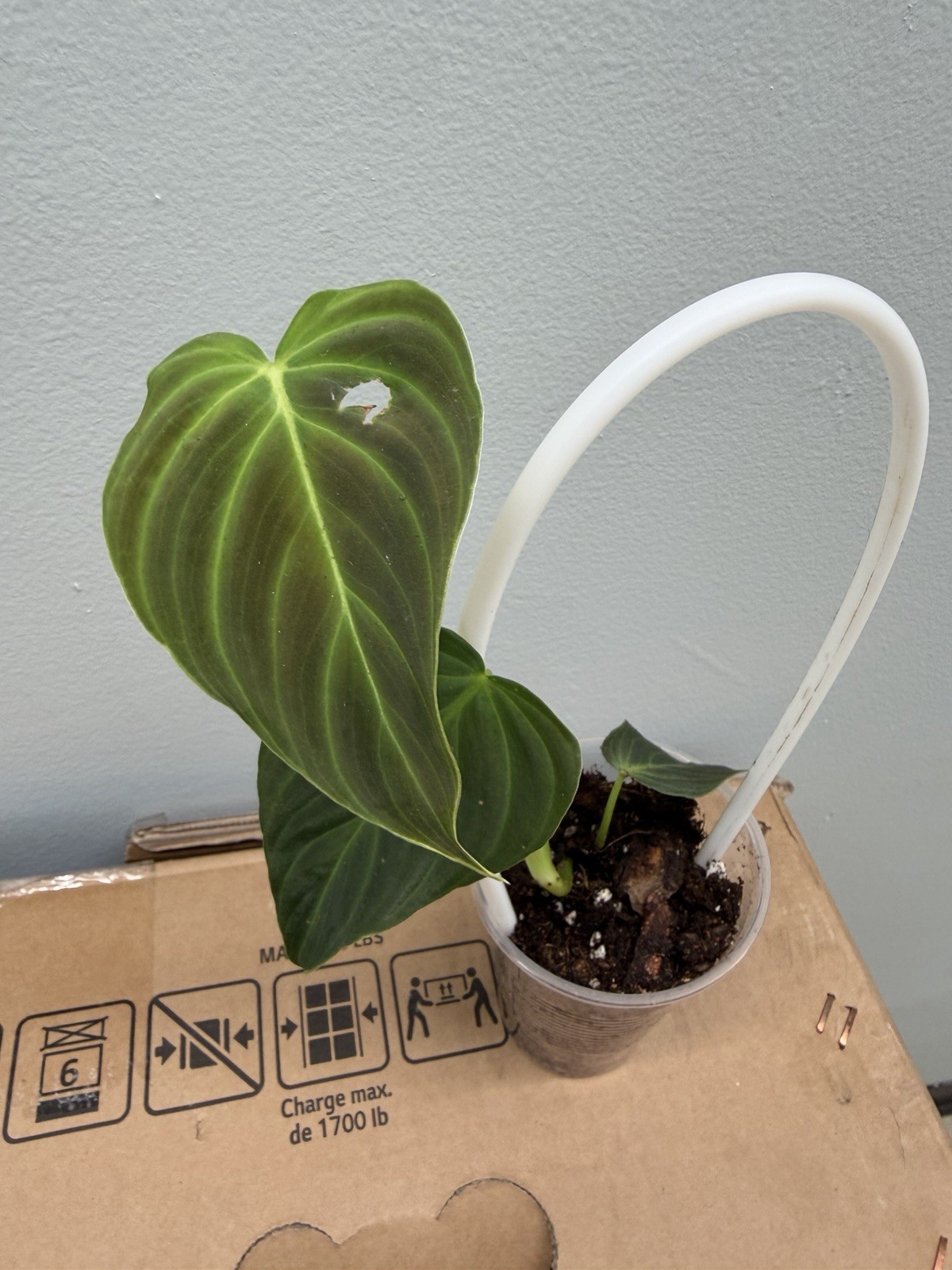 Philodendron Splendid
