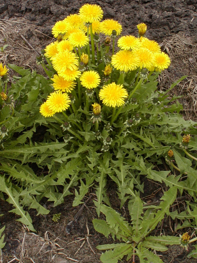 3 Live Dandelion Herb Plant – Taraxacum officinale–Edible Herbal Plant in 4″ Pot