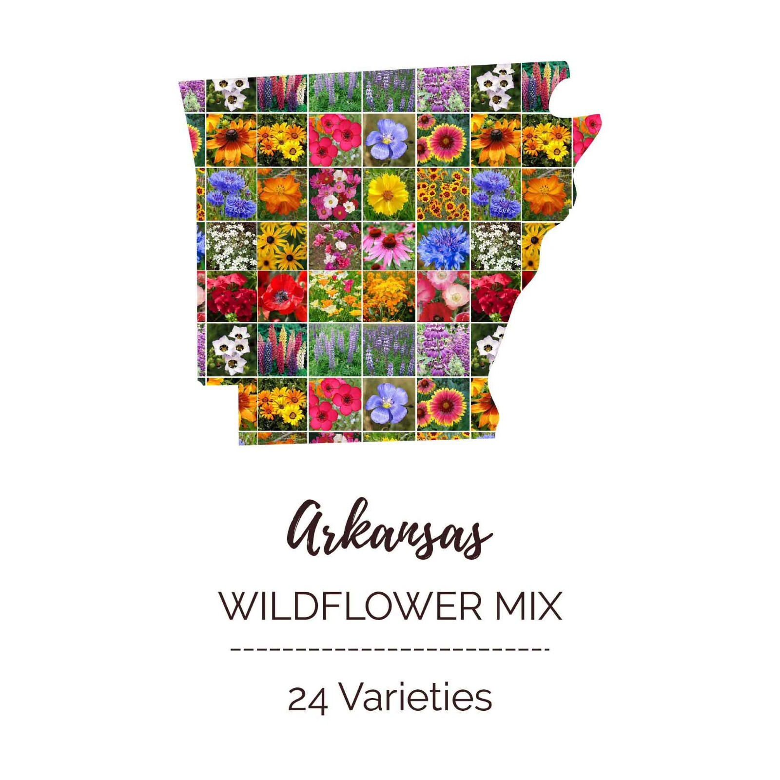 Wildflower ARKANSAS State Flower Mix Perennials & Annuals USA Non-GMO 1000 Seeds