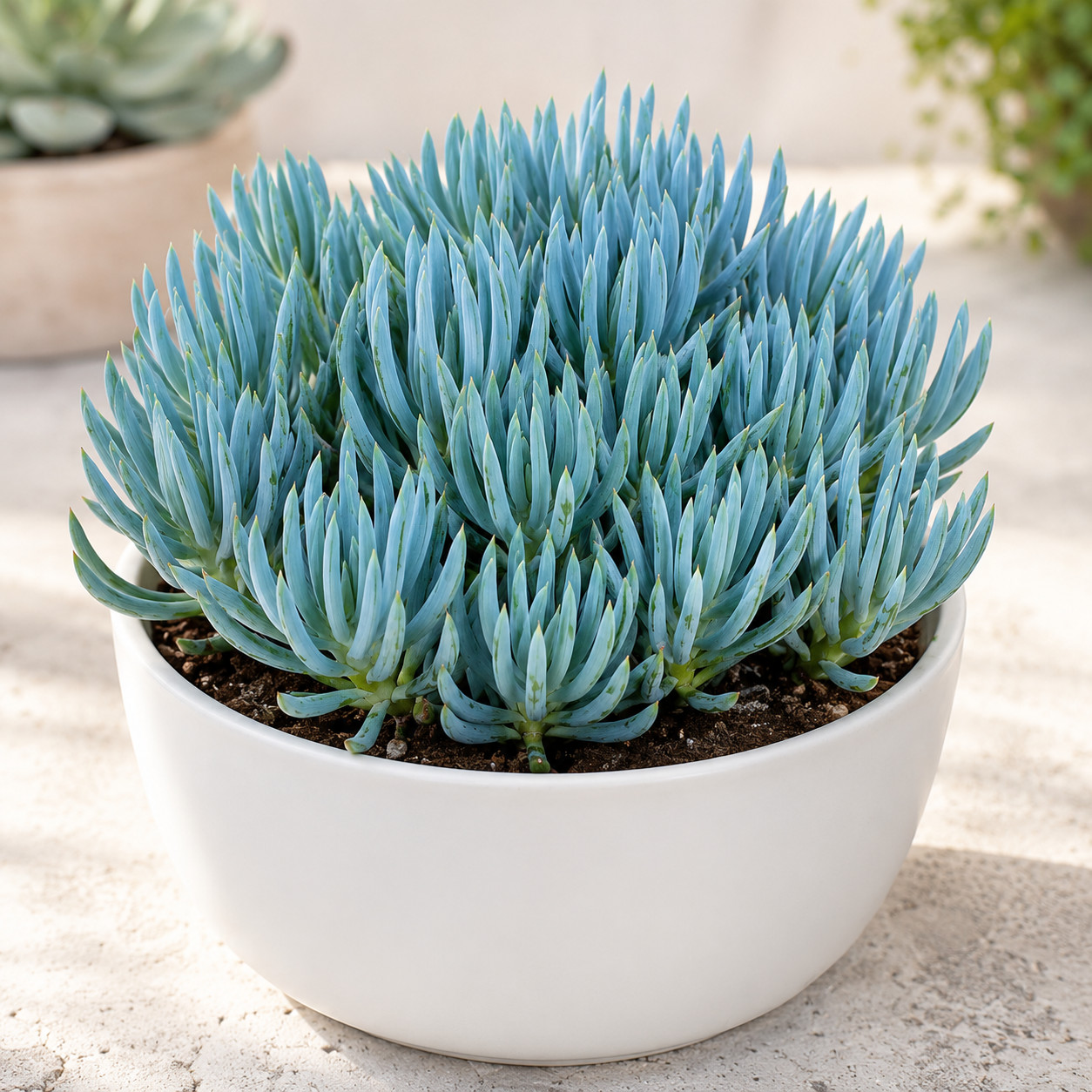 Blue Chalk Sticks Rare Succulent Indoor Outdoor Live Plant Unrooted Cutting 4″