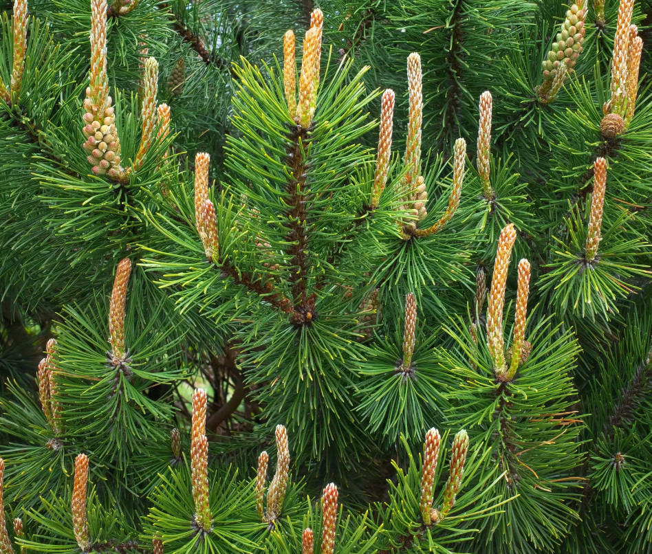 Live Scotch Pine Tree – 14–22″ Tall – Potted Tree – Ideal for Garden or Patio