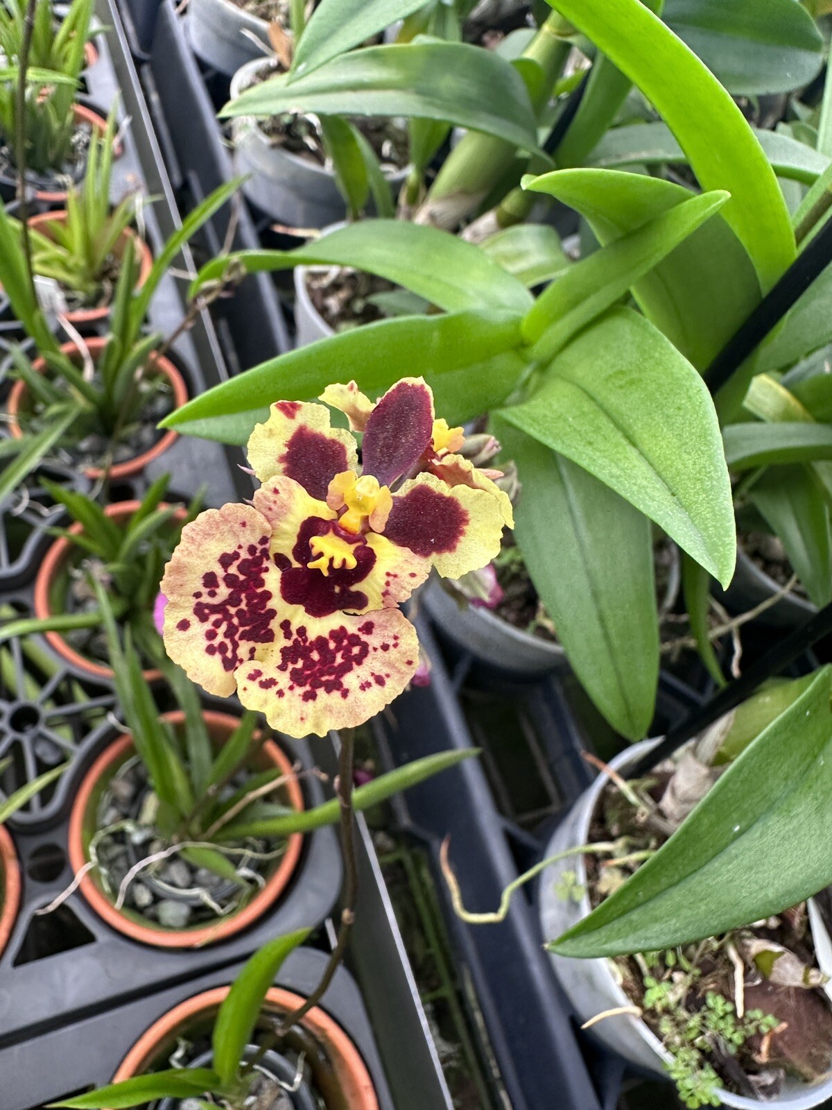 Three Different Tolumnia IN SPIKE! Equitant Orchid Plant Oncidium 3 Plants