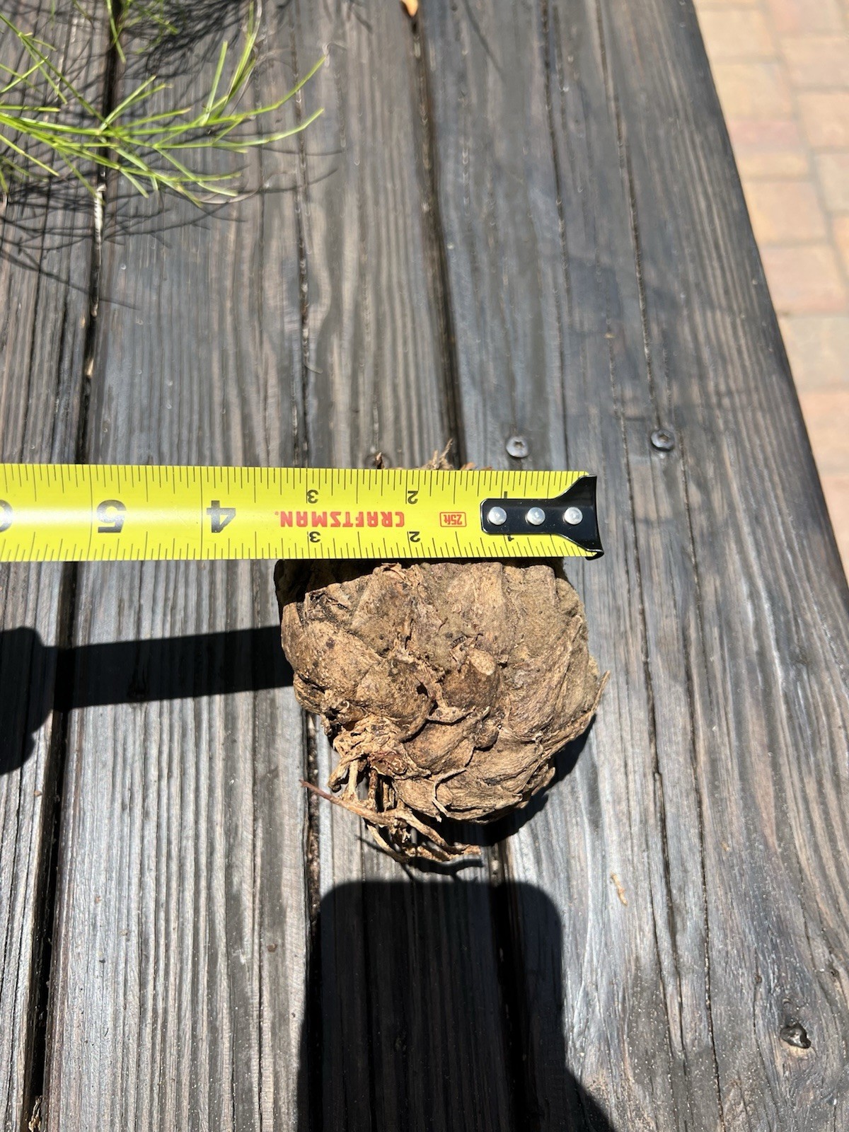 Dioon Edule Approx 4in Caudex – Hardy Mexican Cycad Lot #3