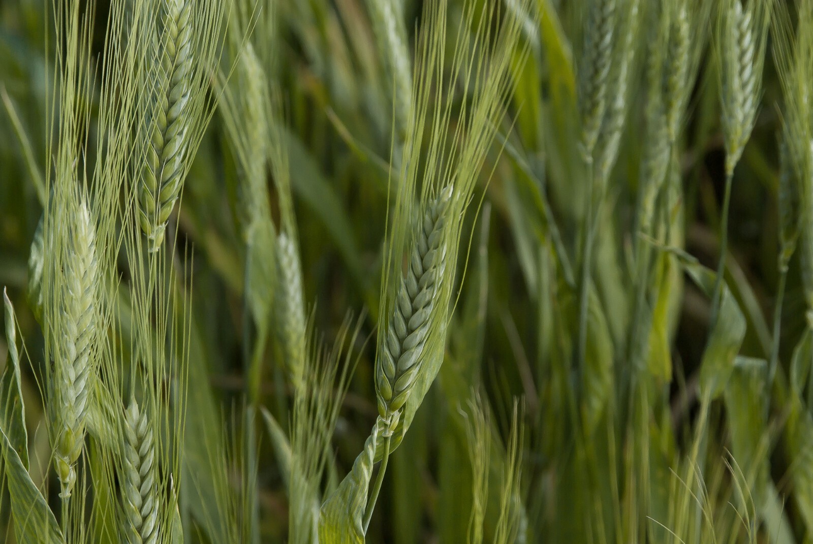 Organic Emmer Farro -Ancient Heirloom Wheat – 50 Seeds Stater Pack