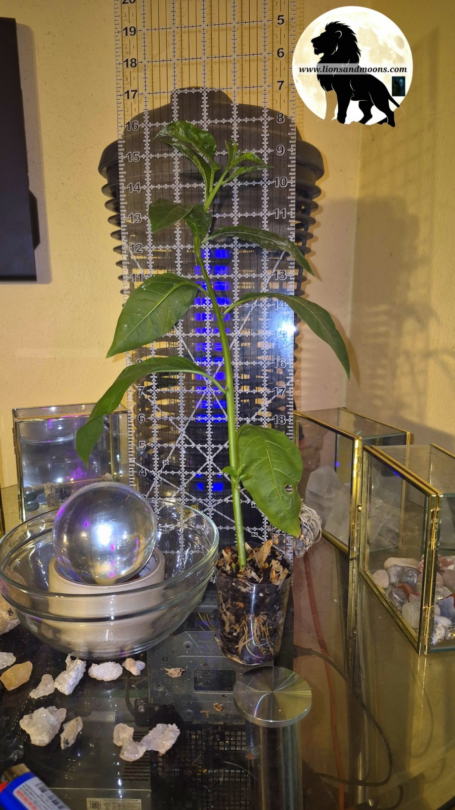Night Blooming Jasmine Plant 15 Inch Live Plant Cestrum Nocturnum