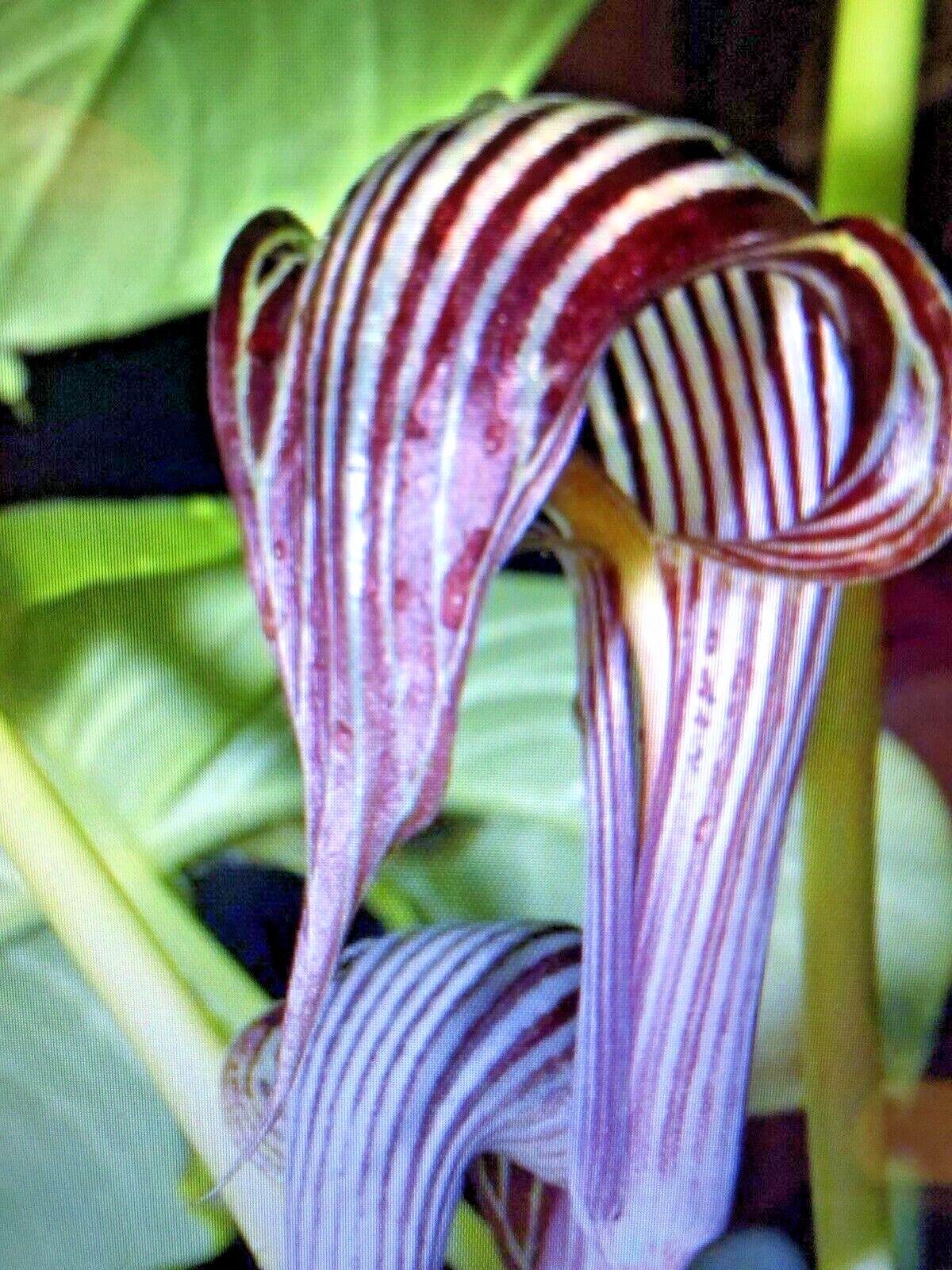 ARISAEMA FARGESII -1 Cobra Lily Bulb with Growing Shoot and Well Developed Roots