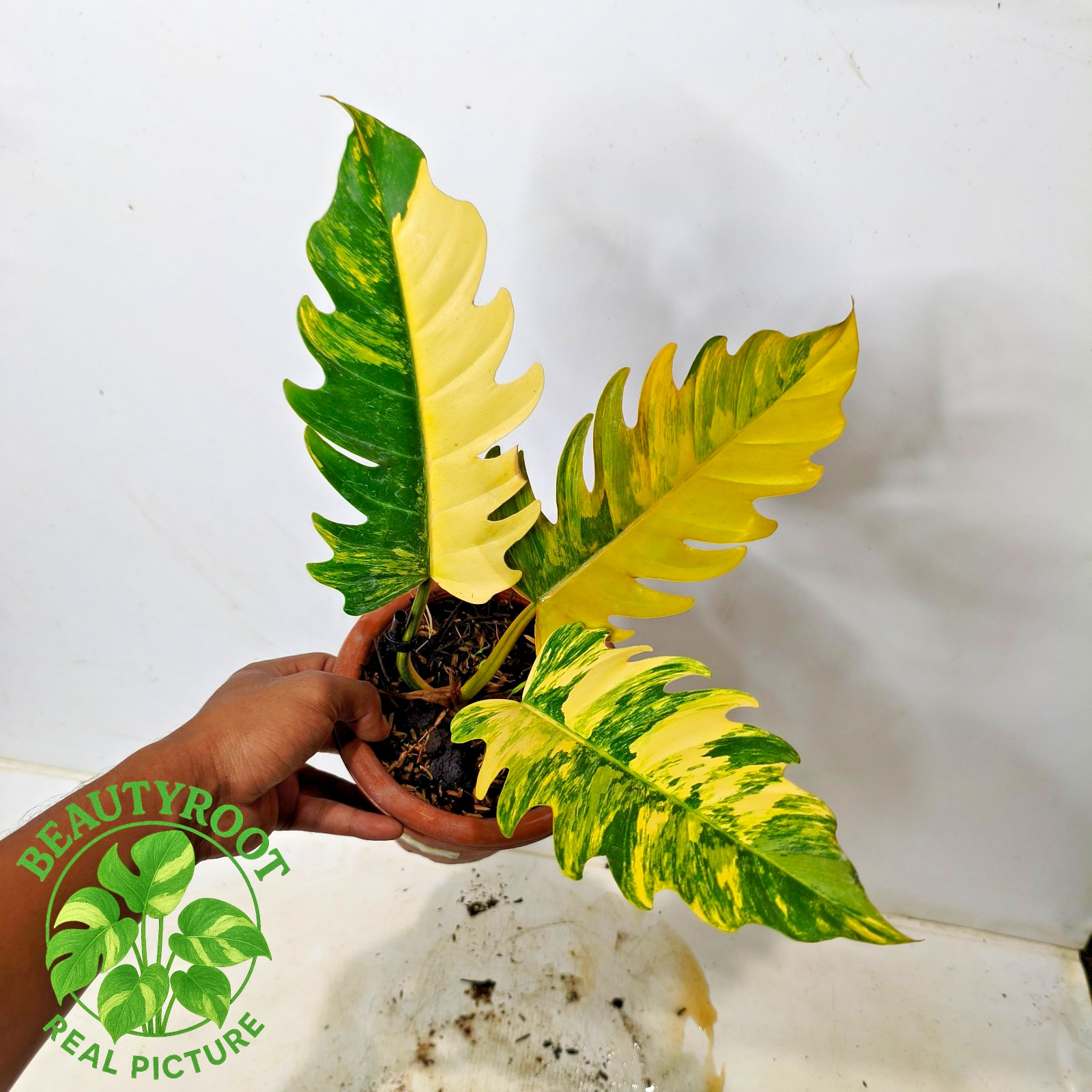 Actual Photo Philodendron Caramel Marble Variegated Free Phyto 01