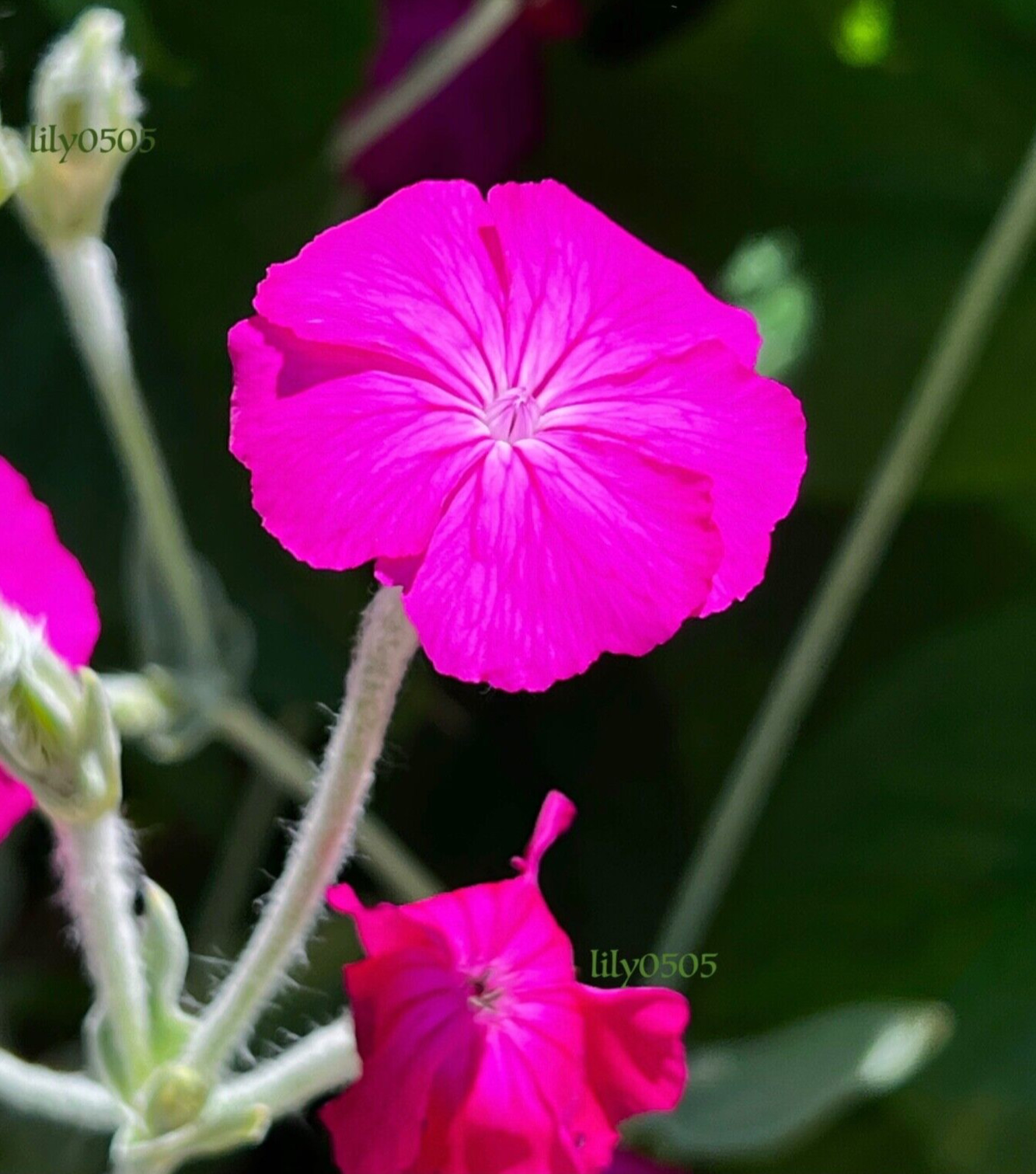 Rose Campion Heirloom Lychnis Coronaria Perennial Lot 20 Plants, Free Shipping