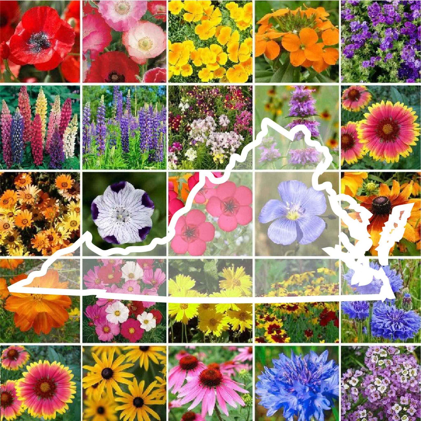 Wildflower VIRGINIA State Mix Perennials &Annuals 25 Species Non-GMO 1000 Seeds!