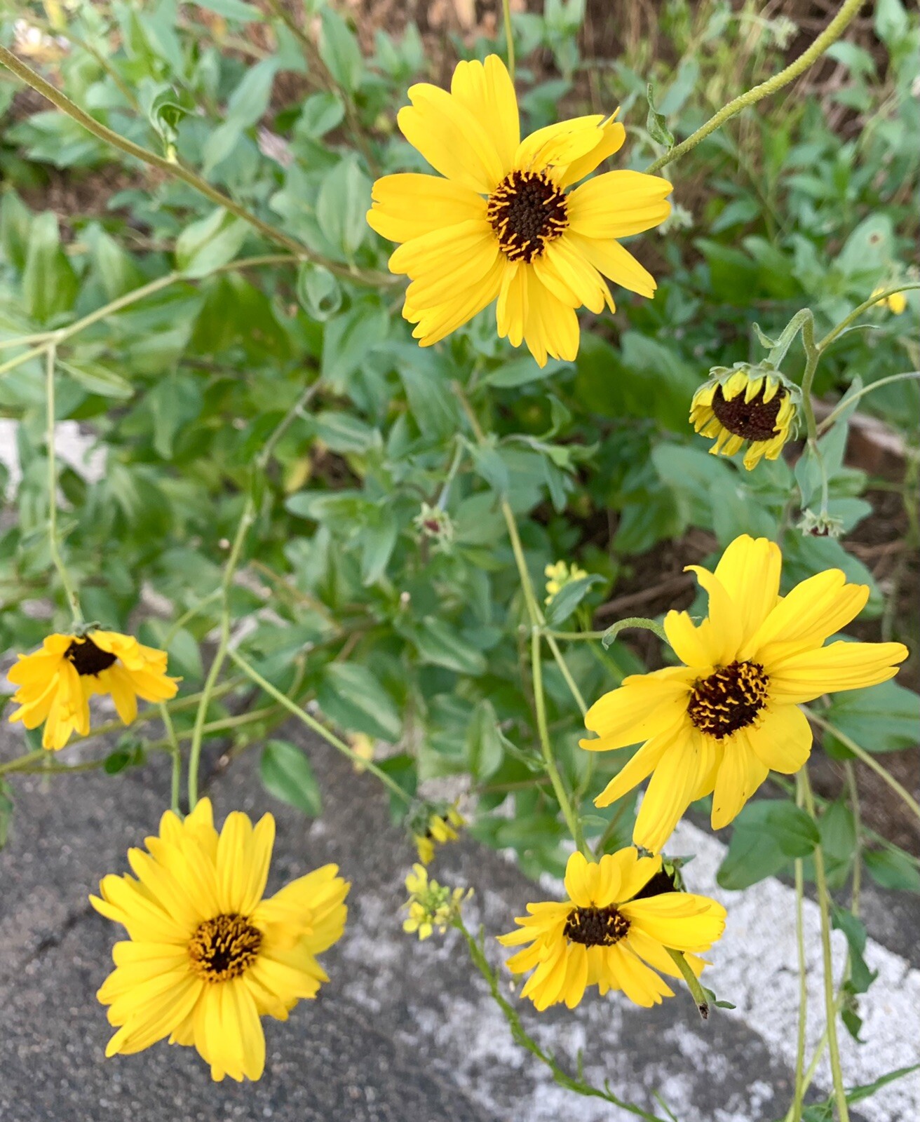 California Brittlebush/ Encelia California – 50 Seeds – USA