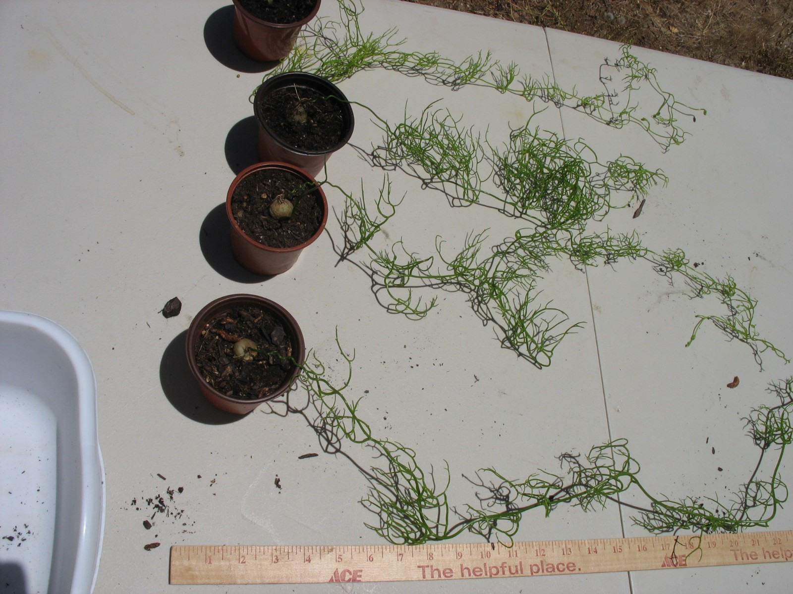 Bowiea volubilis SEA ONION BULB w/climbing vine 1 bulb Healthy Succulent RARE