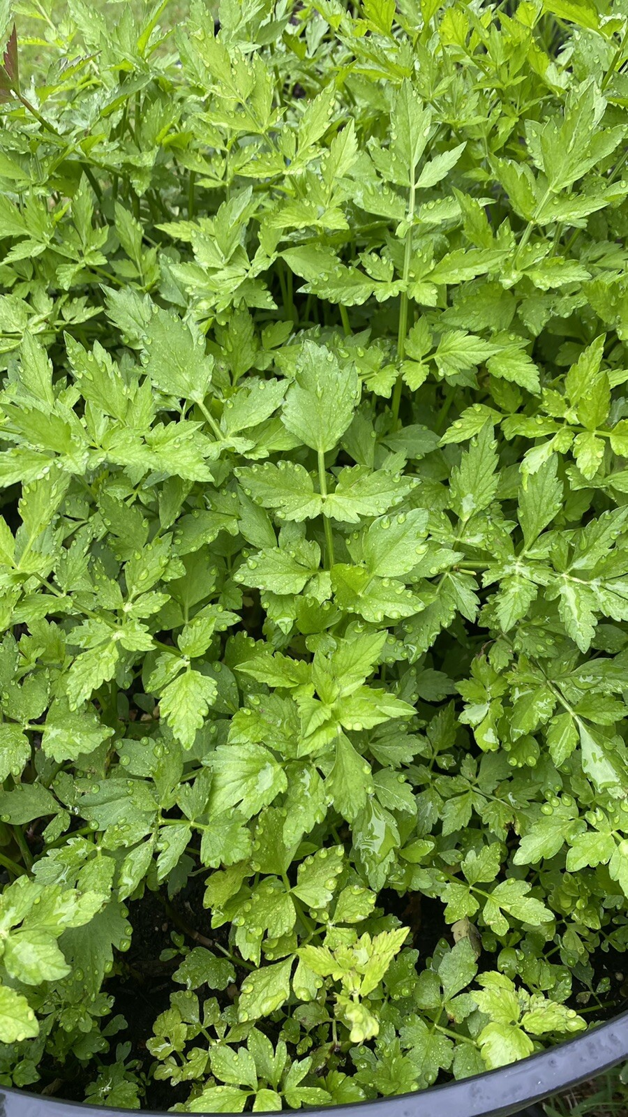 Water Dropwort Minari Japanese Parsley Water Celery Rau cần nước 10+ Bare Roots