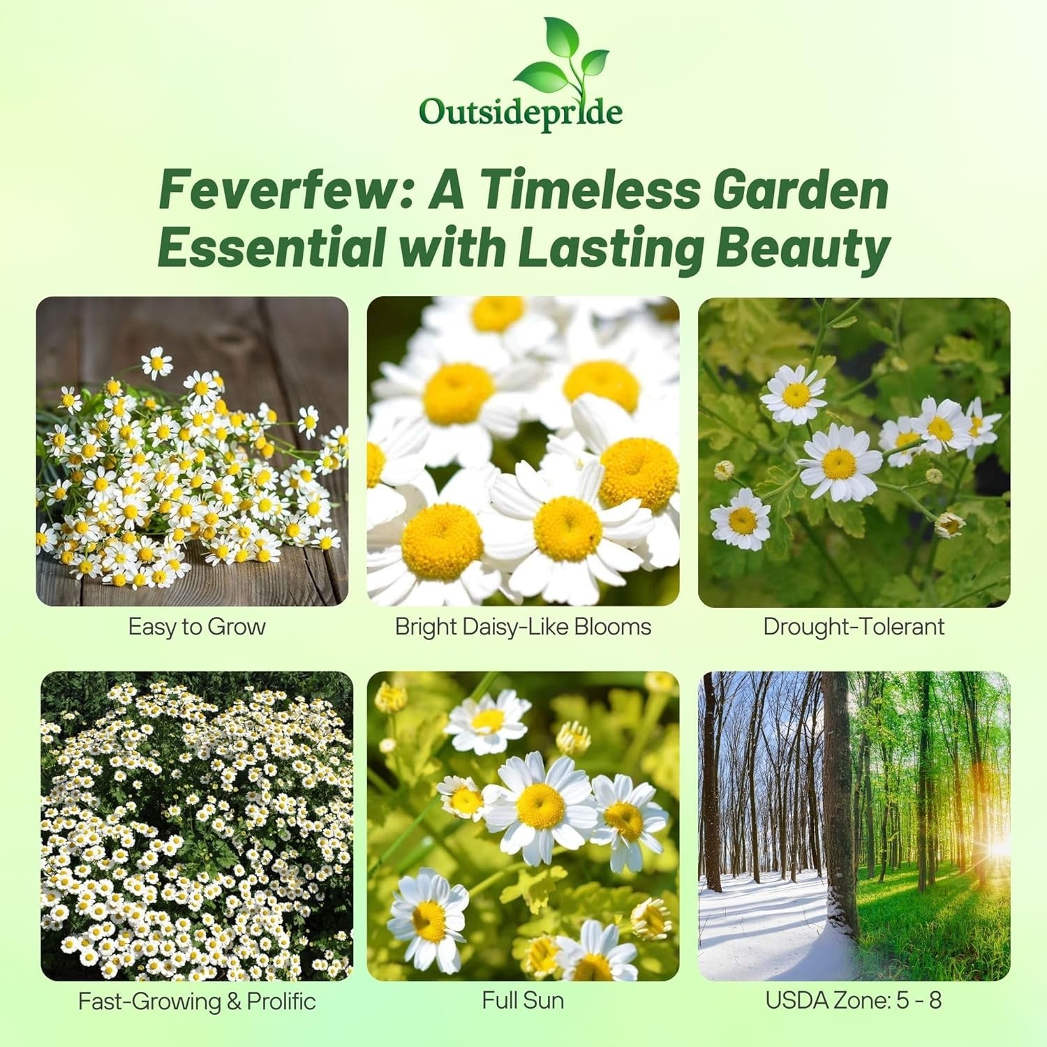 10000 Seeds Feverfew Seeds For Planting | White Chrysanthemum Feverfew Herb