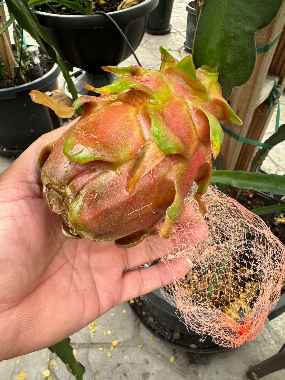 small DRAGON FRUIT CUTTINGS – MULTIPLE VARIETIES – 5″ inches for grafting