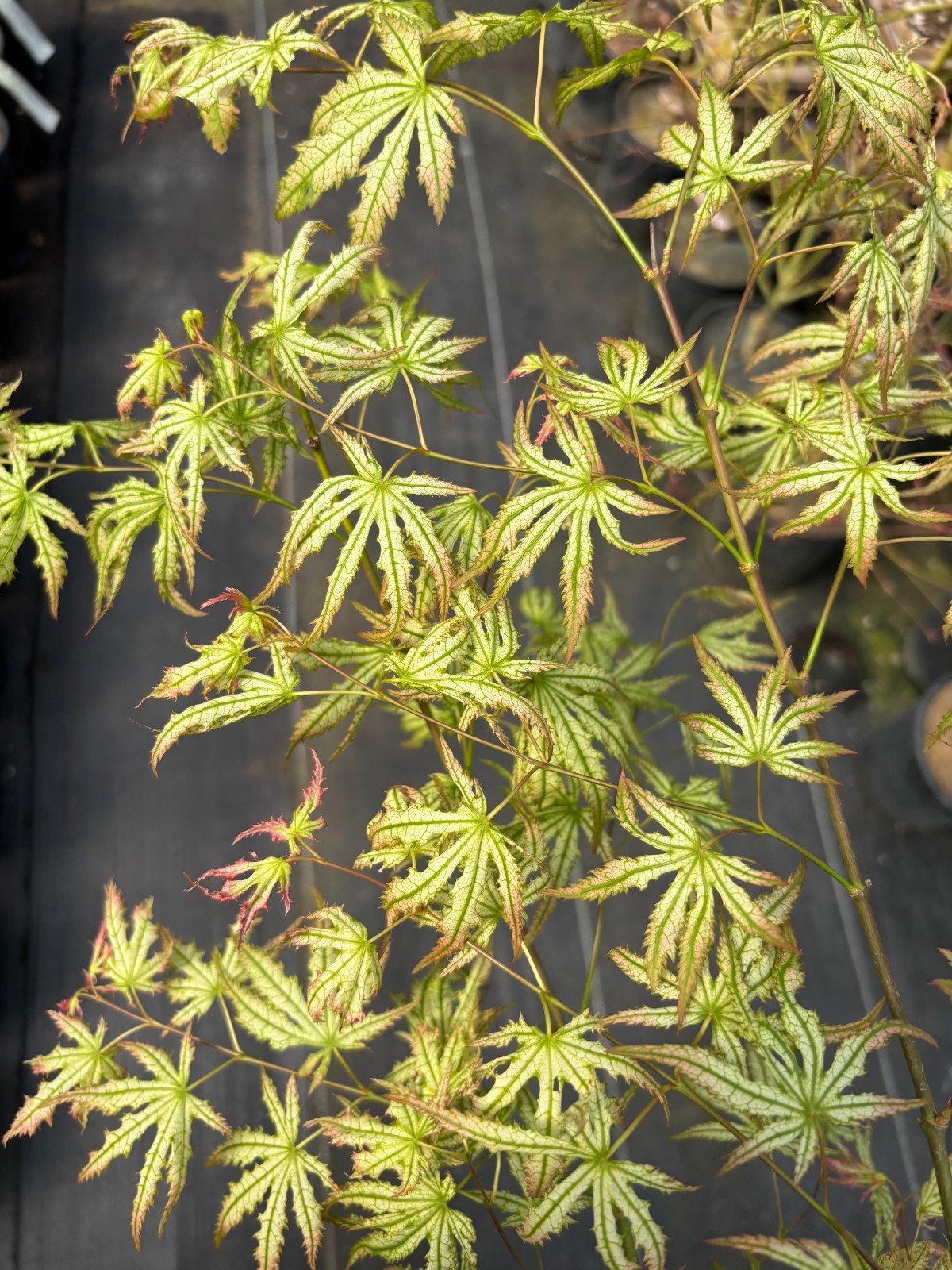 Acer palmatum ‘Spring Blast’ (Spring Blast Japanese Maple)