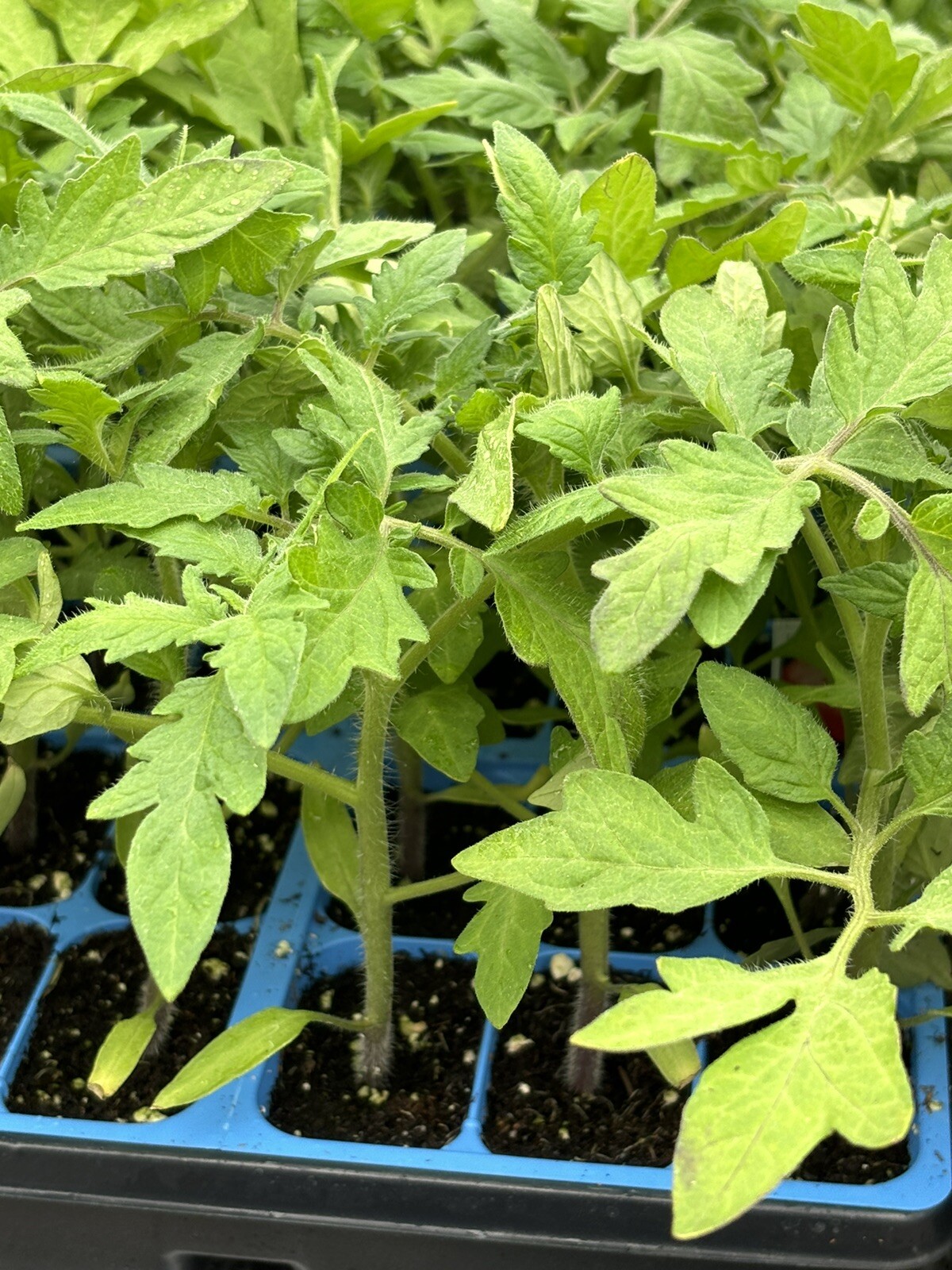 Lot of 4 CELEBRITY TOMATO LIVE PLANTS 6 to 10 inches 60+ Days Old