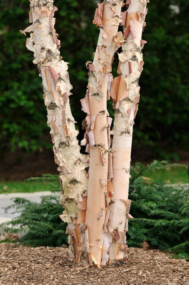 River Birch Tree Seeds Black Birch Betula Nigra Plant Fast Hardy Fall Color