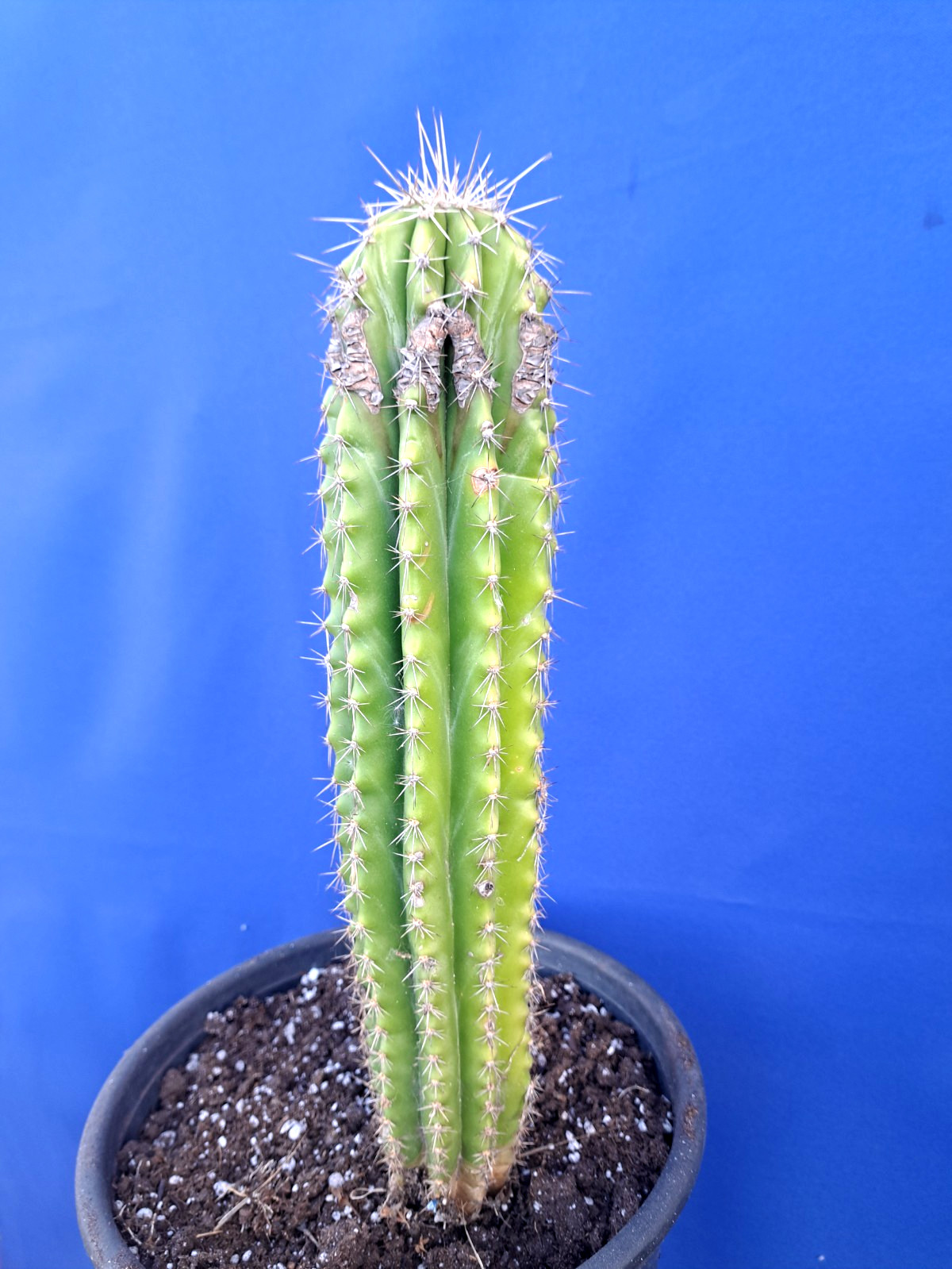 Stenocereus Aragonii Plant Cactus 16H Large Collectors