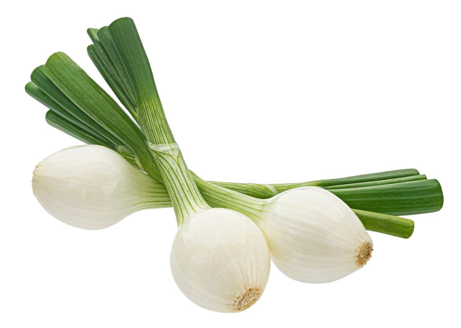 500 SOUTHPORT White Globe BUNCHING ONION Allium Cepa Vegetable Seeds