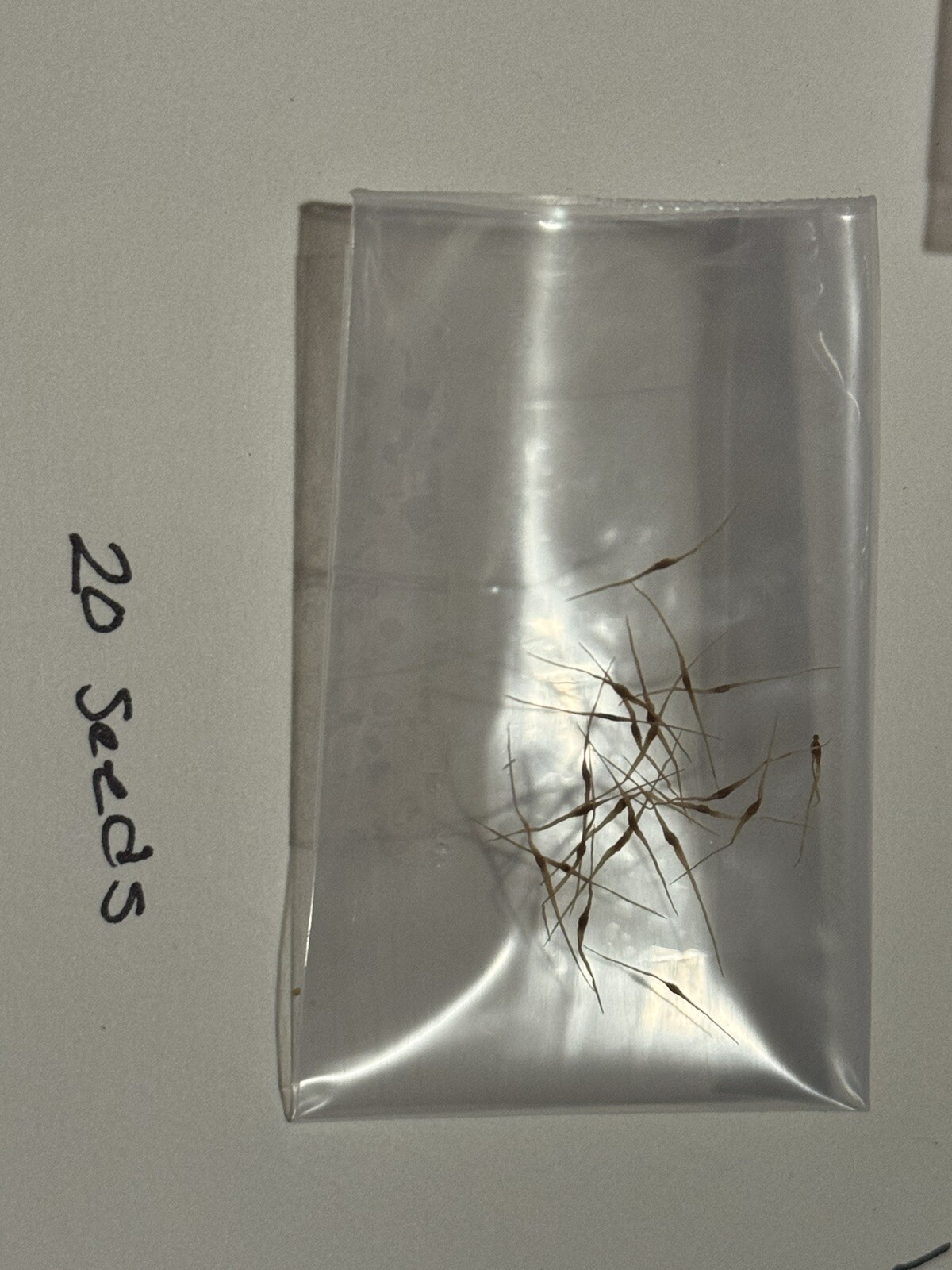 Nepenthes Lowii 20 Seeds – Freshly Harvested In California