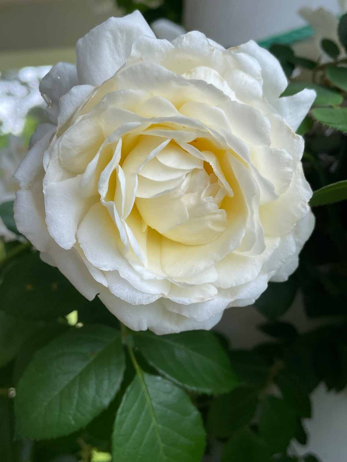 6 Cuttings of Cloud 10 Climbing Rose Live Flower Plant Scented+++ Everblooming!!