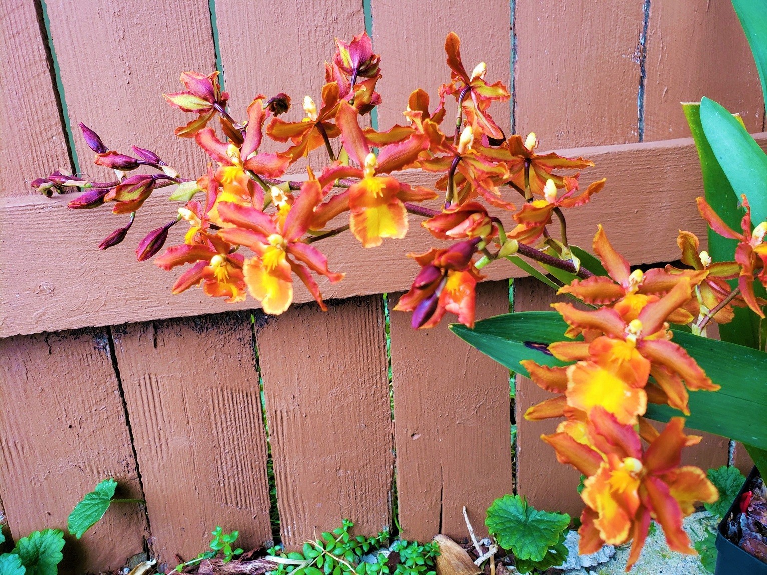 The Catatante ‘Sun King’ Orchid – Beautiful colorful blooms – Easy to grow !