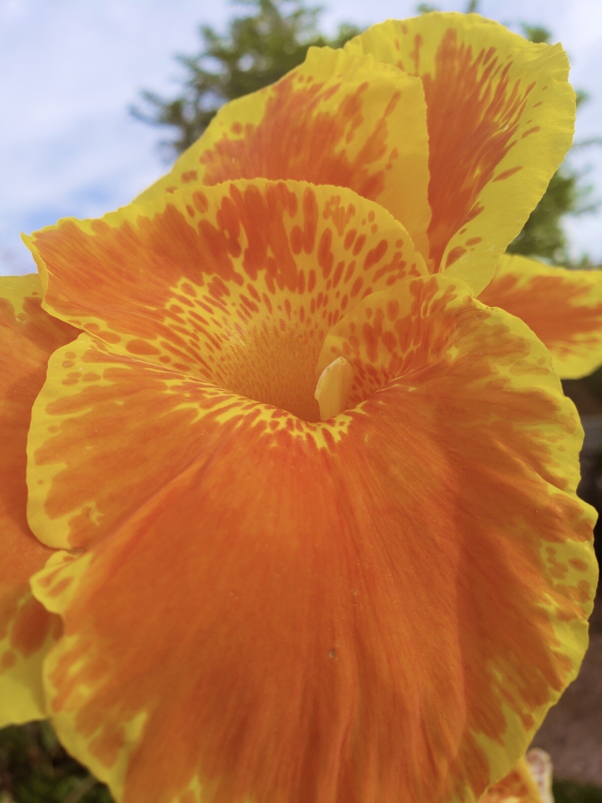 Striped Beauty Yellow Canna Lily & King Humbert Canna Pond Plant Bog Marginal