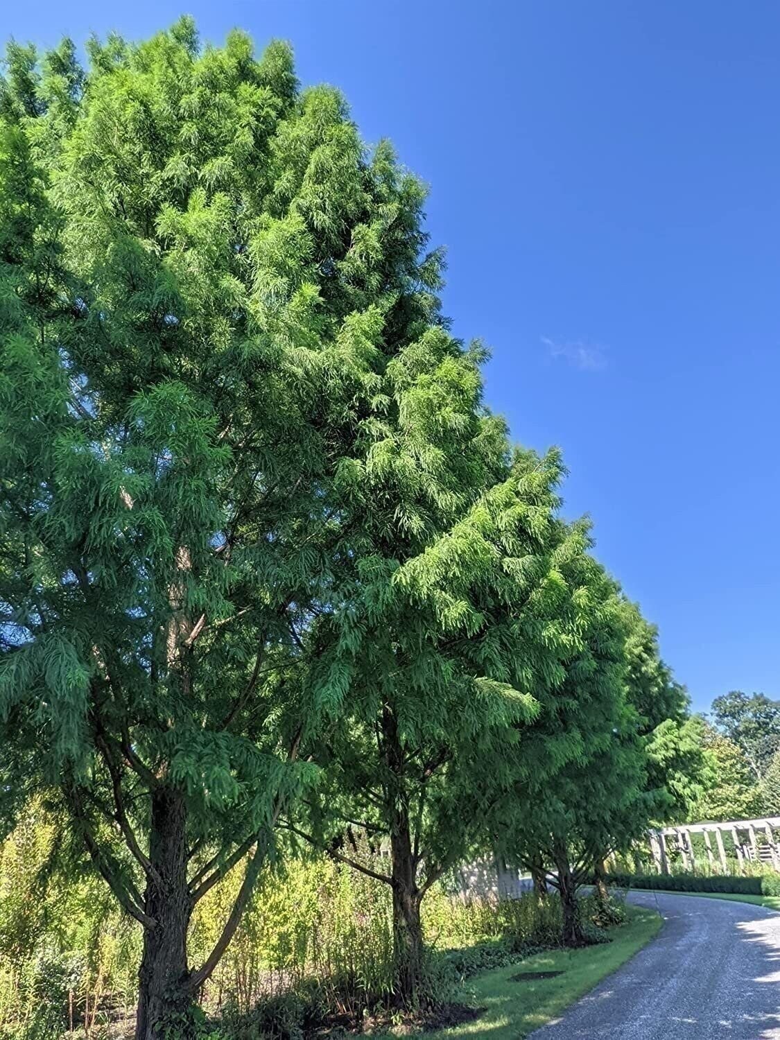 Bald Cypress | 2 Inch | Taxodium distichum | Deciduous Conifer Plant